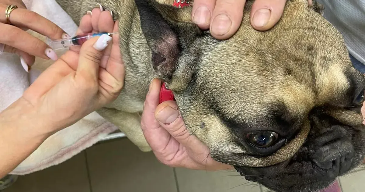 Фото: Харківське районне управління ГУ Держпродспоживслужби в Харківській області Впродовж першої половини липня на Нововодолажчині щеплено від сказу 135 домашніх тварин на порталі Gromada Group