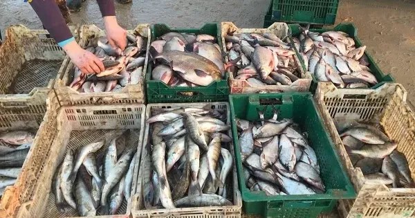 Фото: Держрибагентство В Новій Водолазі продавали рибу невідомого походження на порталі Gromada Group